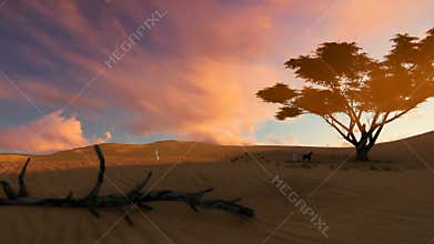 Arab man walking through the desert towards oasis at sunset, panning