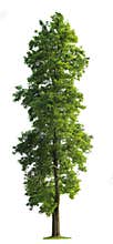 Tree isolated