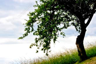 Tree In My Dream