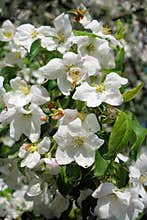 Apple trees flowers. the seed-bearing part of a plant, consisting of reproductive organs stamens and carpels that are typically
