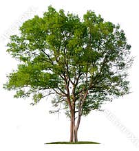 Isolated single big tree on white background