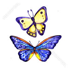 Beautiful yellow violet butterfly, watercolor, isolated on a white.
