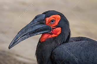 Southern Ground Hornbill Bucorvus leadbeateri family of Bucerotidae