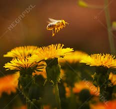 Flying bee