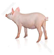 Pig