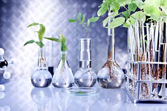 Plants in laboratory