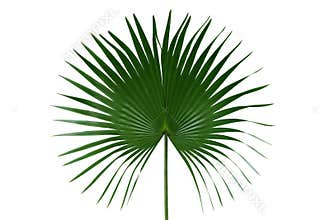 Palm with circular leaves or Fan palm frond tropical leaf nature green pattern isolated on white background, clipping path