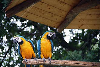 Parrot of Costa Rica