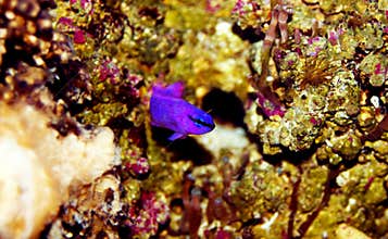 Orchid Dottyback - Pseudochromis fridmani