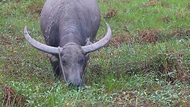 Female Water buffalo or Domestic Asian water buffalo /Bubalus bubalis/ eats grass in the pasture