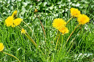 Cluster of Dandelions Blooming in Spring