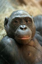 Portrait of a Bonobo monkey