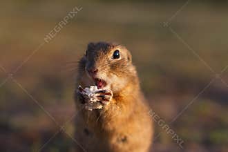 European ground squirrel standing in the field. Spermophilus citellus wildlife scene from nature. European souslik eating bread on
