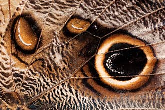 Butterfly wing texture