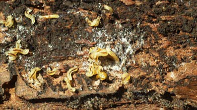 Caterpillars larvae bark beetle pest Ips typographus, spruce and bast tree infested and attacked by European spruce