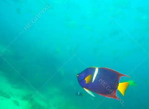 A King Angelfish in the Gulf of California