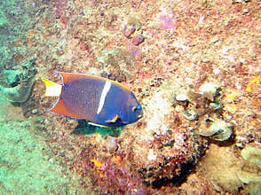 A King Angelfish off Cabo San Lucas, Mexico