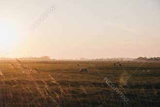 Farm animals in the distance in a field during sunset in Norfolk, England, UK, selective focus