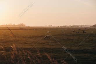 Farm animals in the distance in a field during sunset in Norfolk, England, UK, selective focus