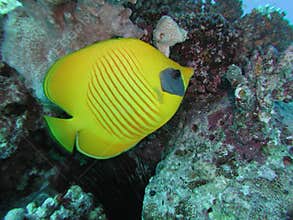 Golden Butterflyfish