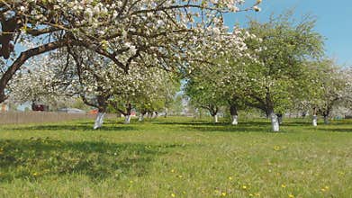 Flight of a drone under a flowering apple garden in a Russian village.