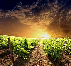 Dramatic vineyard