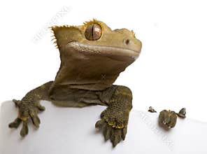 New Caledonian Crested Gecko