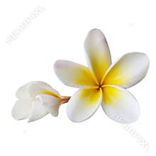 Plumeria (with Path)