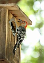 Woodpecker checking on his baby chicks