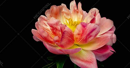 Timelapse of pink peony flower blooming on black background,