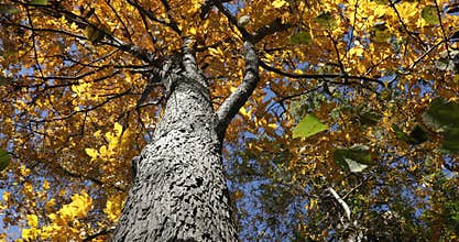 Yellow Leaves on Hickory Tree Tilt Up