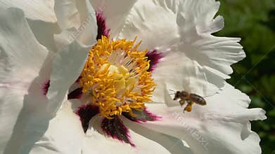 Bee collects nectar on flowers