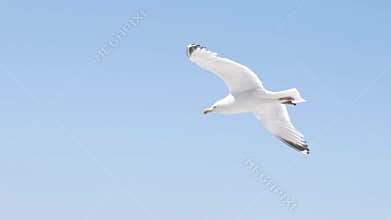 White gull flies on background of blue sea with rocky coast. Action. Flight of white seagull in clear sky on background