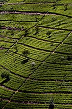 Green tea terrasses in the highland from Sri Lanka