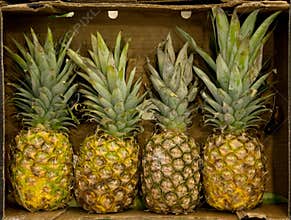 Pineapple