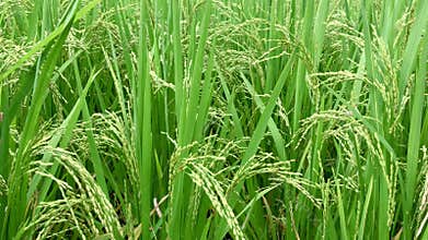 Rice Grain on Green Paddy Wiggle By Wind Blowing. Fresh and Lush Paddy Farming or Plantation