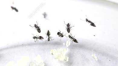 Ants moving close up