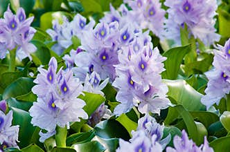 Water Hyacinth