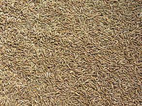 Brown color Cumin seeds