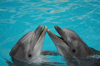 Bottle nosed dolphins