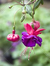 Hanging Fuchsia Flowers