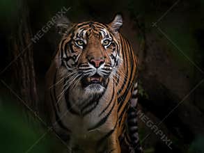 Tiger sumaterskÃ½, big cats