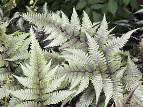 Japanese Painted Fern