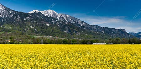 Train speeding through country landscape with snowcapped mountains and rapeseed canola fields