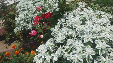 Flowers in the yard near house