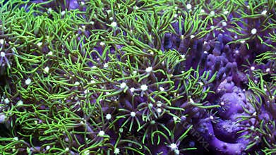 Time Lapse of Green Star Polyp Coral Opening in Morning Light