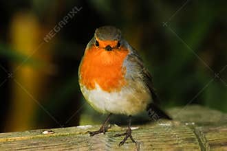 European Robin. Ireland