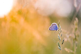 Summer closeup flowers and meadow and a butterfly. Bright landscape. Inspirational nature banner background.