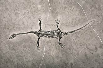 Dinosaur fossils