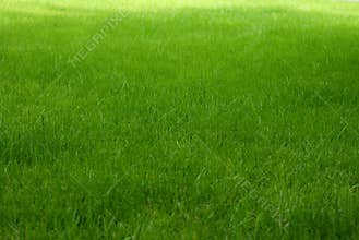 Grass